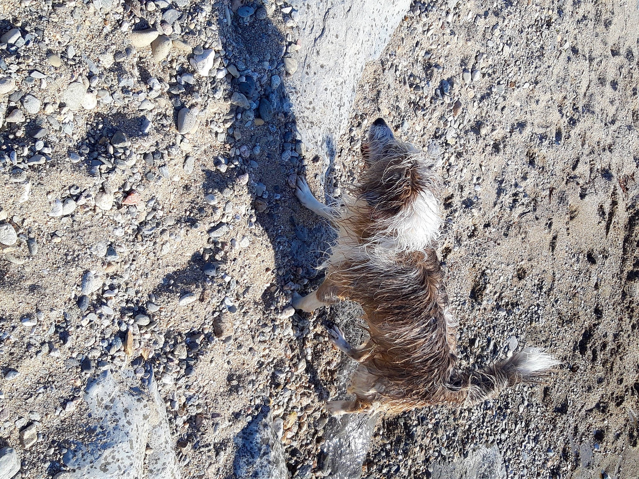Joyce a rejoint le concours — aidez-le/la à gagner de superbes lots ! asphalt, claw, foot, fur, landscape, paw, plant, road_surface, rock, sand, shadow, snout, soil, tail, terrestrial_animal, trunk, wood