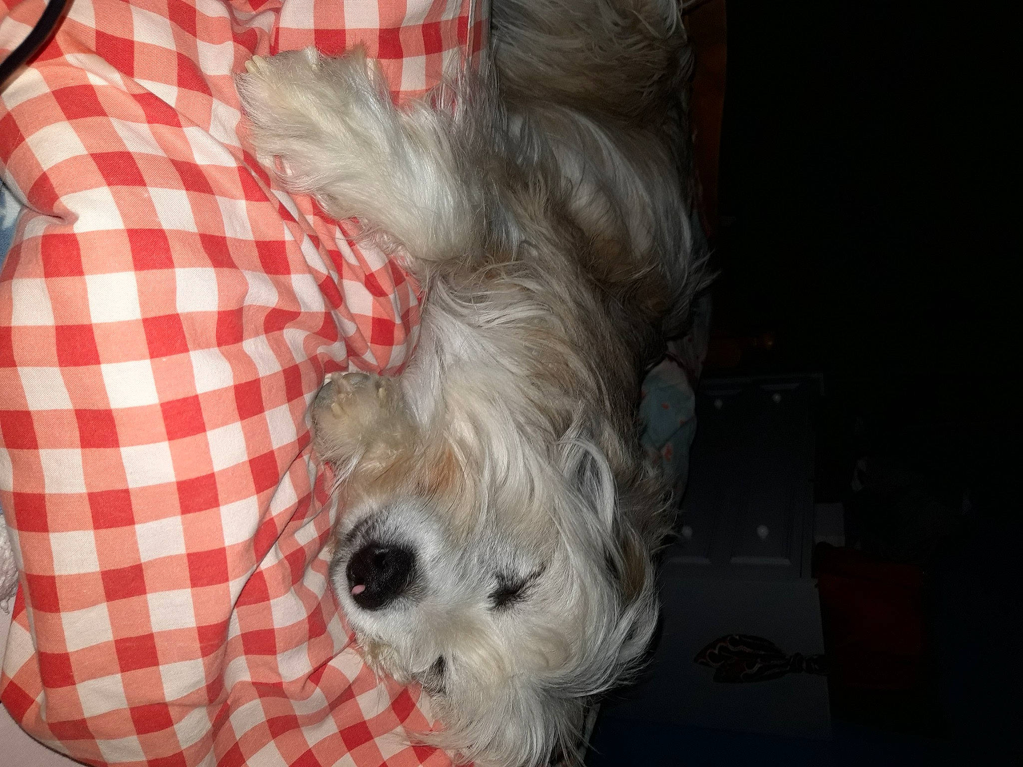 Joyce a rejoint le concours — aidez-le/la à gagner de superbes lots ! canidae, carnivore, collar, companion_dog, dog, dog_breed, dog_supply, fawn, fur, pattern, plaid, poodle_crossbreed, schnauzer, small_terrier, snout, sporting_group, tartan, terrier, toy_dog, working_animal