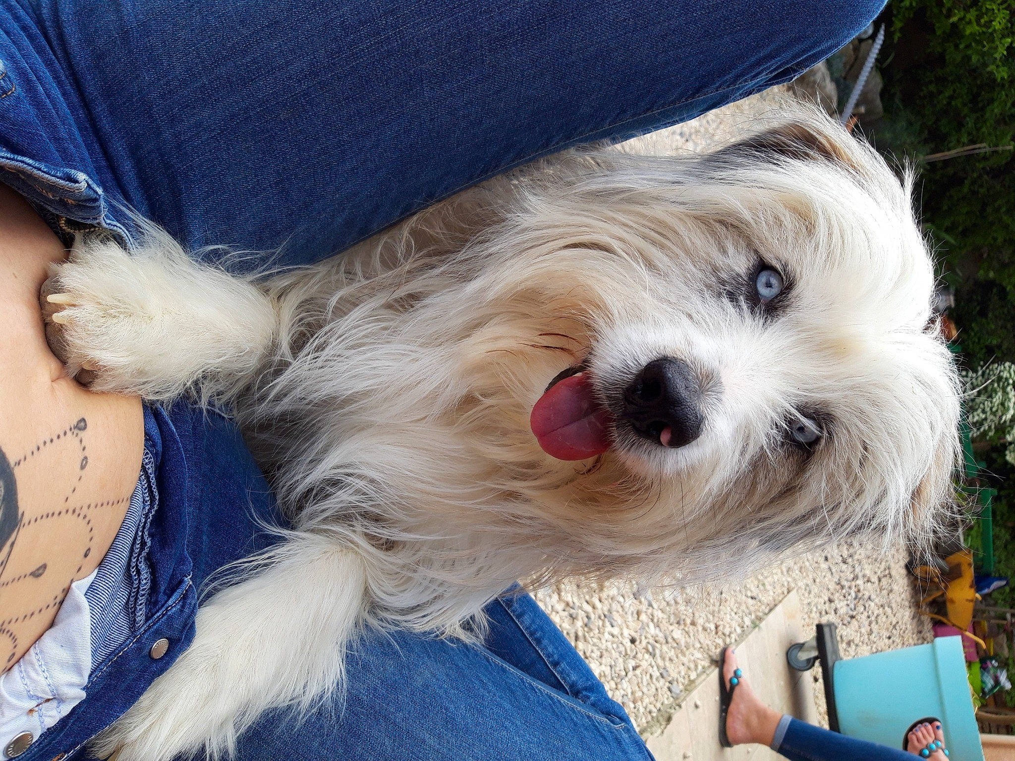 Joyce participe au concours pour gagner de l'argent avec cette photo : blue, canidae, carnivore, collar, companion_dog, dog, dog_breed, dog_clothes, dog_collar, dog_supply, eyewear, fashion_accessory, fur, plant, puppy_love, small_terrier, snout, sporting_group, terrier, toy_dog