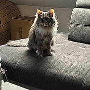 Una a rejoint le concours — aidez-le/la à gagner de superbes lots ! animal, cardboard_box, cat, cozy, curious, cute, domestic_cat, feline, fluffy, furniture, gray_cat, home, indoor, pet, quiet, relaxed, sitting, sofa, window_light, wooden_decor