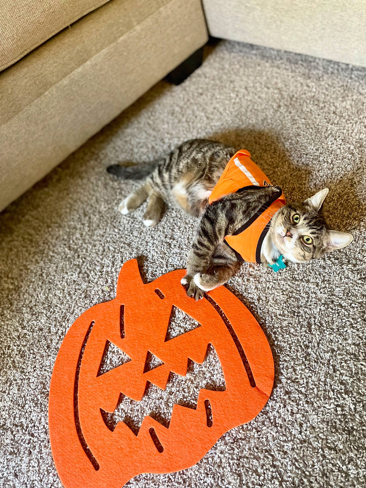 Astro is registered to the contest to win money with this photo: art, calabaza, carmine, carnivore, cat, comfort, domestic_short_haired_cat, felidae, floor, flooring, grey, orange, plant, pumpkin, road_surface, small_to_medium_sized_cats, tail, vegetable, whiskers, wood