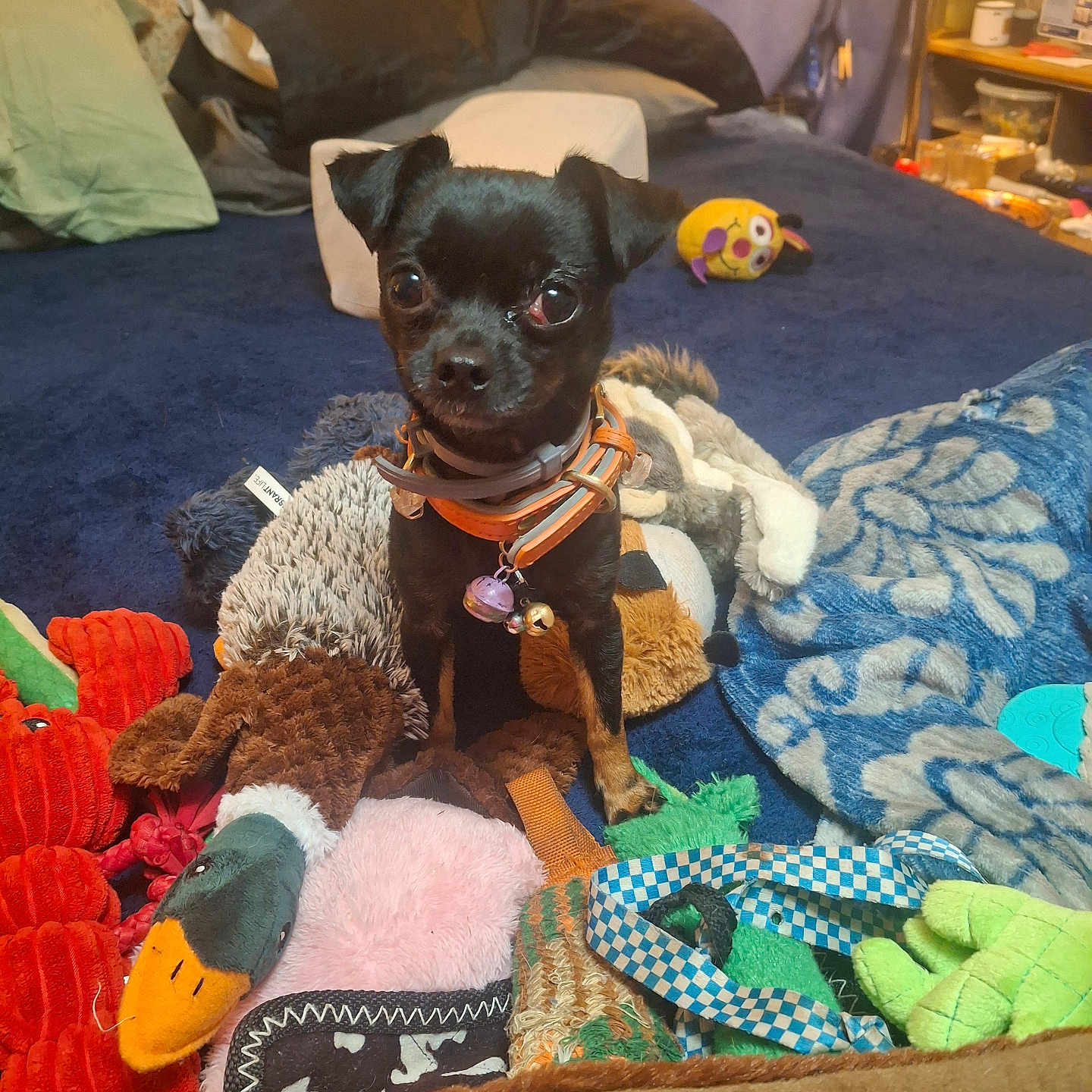 Spunkie is registered to the contest to win money with this photo: animal, bed, bedroom, black_dog, blanket, blue_blanket, collar, cozy, curious, cute, dog, household_items, indoor, pet, pet_accessory, plush_toy, small_dog, soft_toys, stuffed_animal, toy