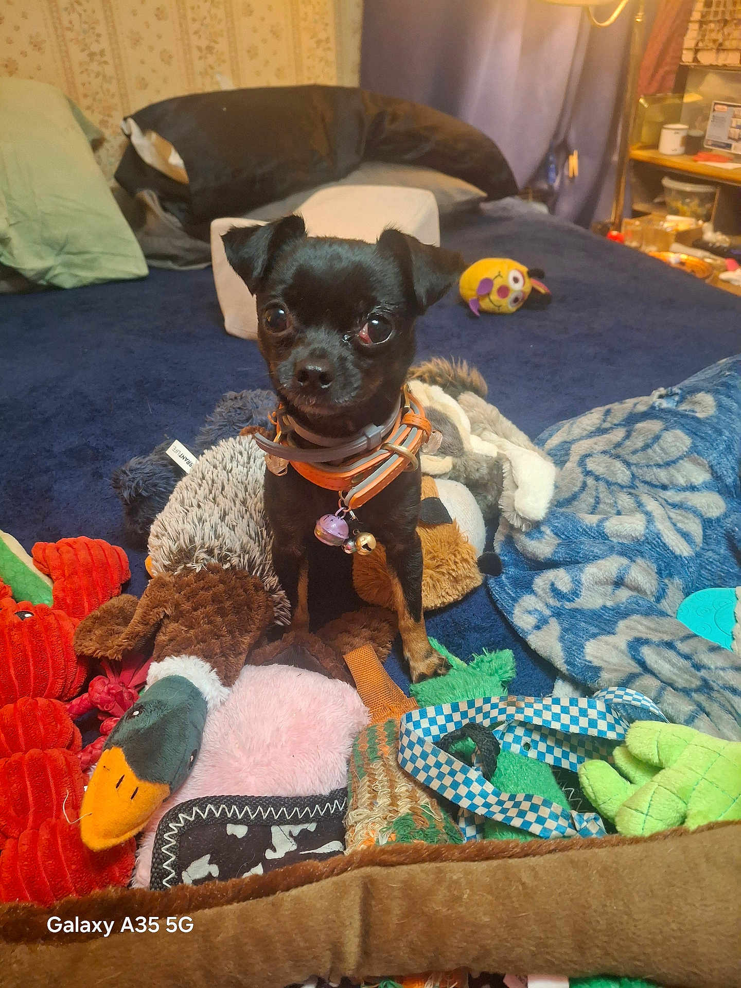 Spunkie is registered to the contest to win money with this photo: animal, bed, bedroom, black_dog, blanket, blue_blanket, collar, cozy, curious, cute, dog, household_items, indoor, pet, pet_accessory, plush_toy, small_dog, soft_toys, stuffed_animal, toy