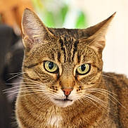 Minette participe au concours pour gagner de l'argent avec cette photo : animal, cat, close_up, curious, cute, domestic_cat, ears, face, feline, focus, fur, green_eyes, indoor, looking, mammal, pet, portrait, soft_background, tabby_cat, whiskers