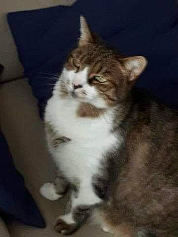 Nova a rejoint le concours — aidez-le/la à gagner de superbes lots ! carnivore, cat, claw, domestic_short_haired_cat, door, ear, eye, fawn, felidae, fur, paw, small_to_medium_sized_cats, snout, tail, terrestrial_animal, whiskers, window