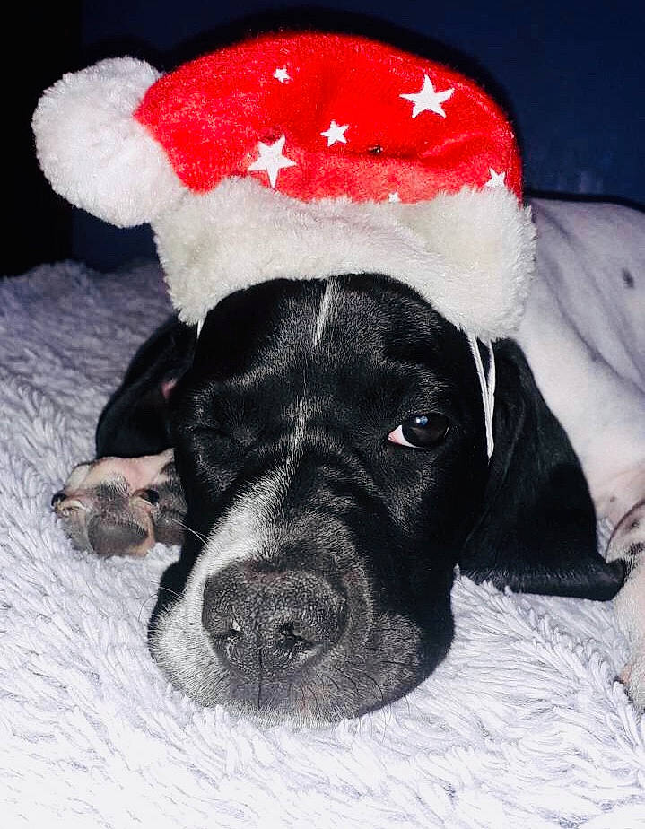 Laika a rejoint le concours — aidez-le/la à gagner de superbes lots ! canidae, cap, carmine, carnivore, collar, comfort, companion_dog, dog, dog_breed, fawn, freezing, fur, paw, santa_claus, snout, snow, sporting_group, whiskers, winter, working_animal