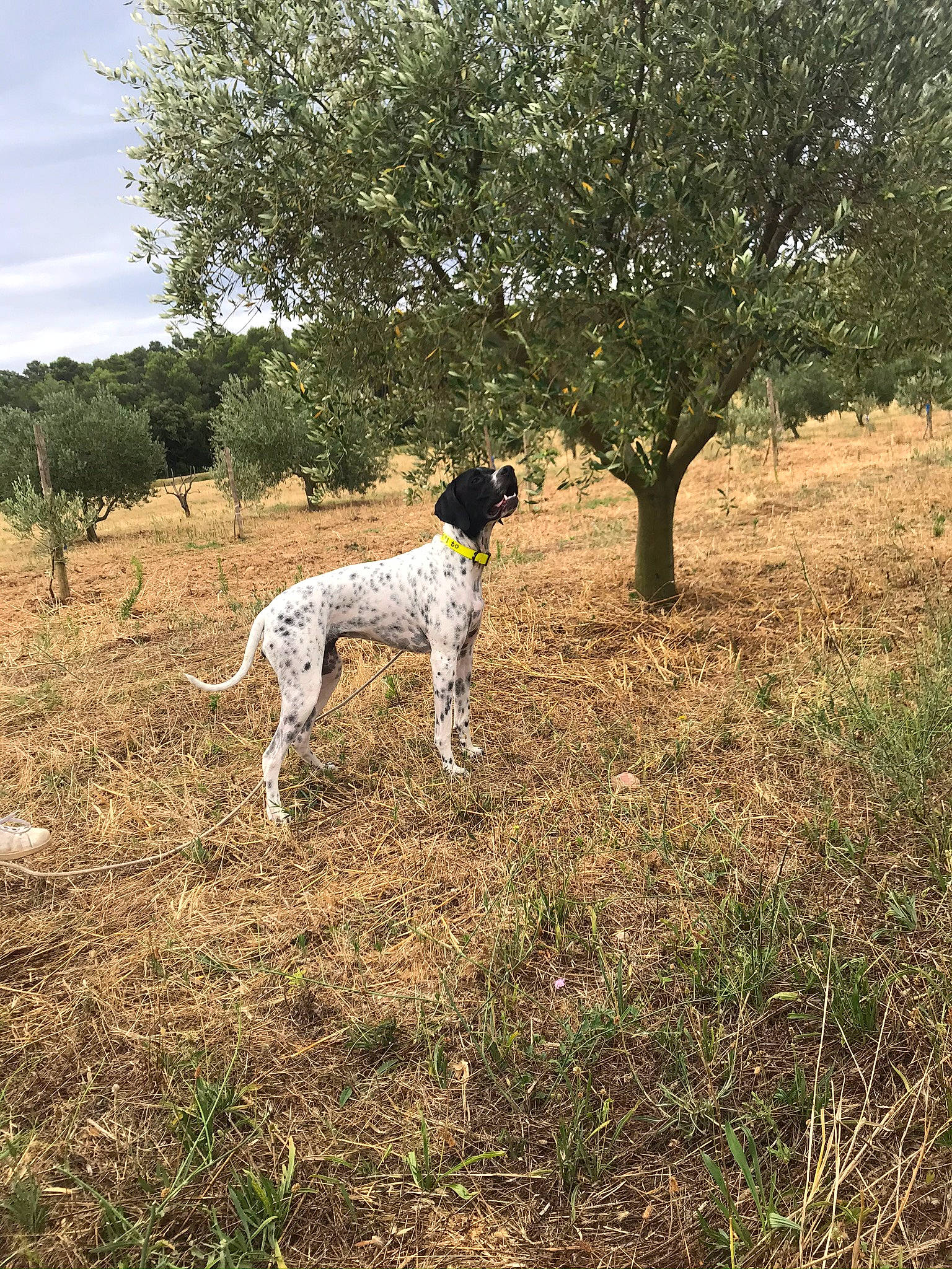 Laika a rejoint le concours — aidez-le/la à gagner de superbes lots ! braque_francais, canidae, carnivore, cloud, companion_dog, dog, dog_breed, fawn, field, grass, grassland, pasture, plant, shrub, sky, soil, sporting_group, tail, tree, working_animal