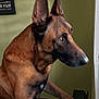 dog, german_shepherd, pet, animal, indoor, brown_fur, ears_up, alert, looking, standing, paws, floor, wall, sign, tile_floor, domestic_animal, canine, side_view, close_up, house
