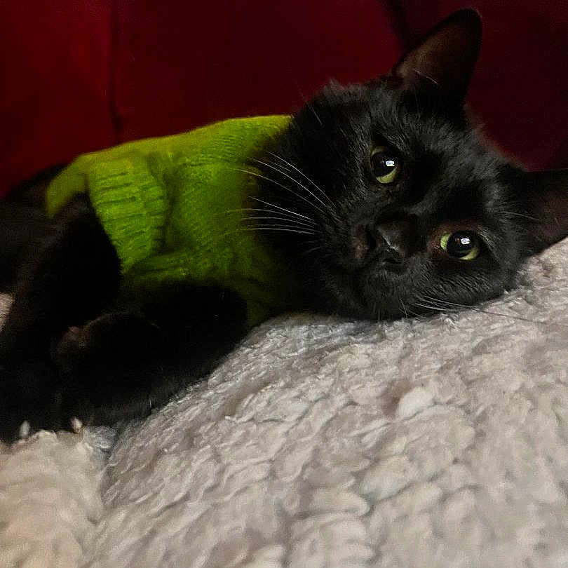 Boris is registered to the contest to win money with this photo: abyssinian, animal, blackcat, blanket, cat, couch, furniture, kitten, manx, pet, siamese