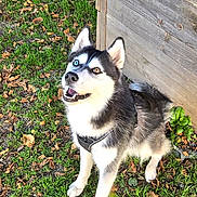 Vegas participe au concours pour gagner de l'argent avec cette photo : dog, husky, blue_eyes, grass, autumn_leaves, doghouse, outdoor, pet, canine, animal, nature, fence, wood, playful, happy, standing, daylight, yard, leaves, cute