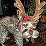 Fela joined the competition — help win amazing prizes! animal, brown_fur, christmas, collar, cute, decor, dog, ears, festive, floor, holiday_costume, indoor, looking, muzzle, pet, plant, portrait, reindeer_antlers, standing, white_fur