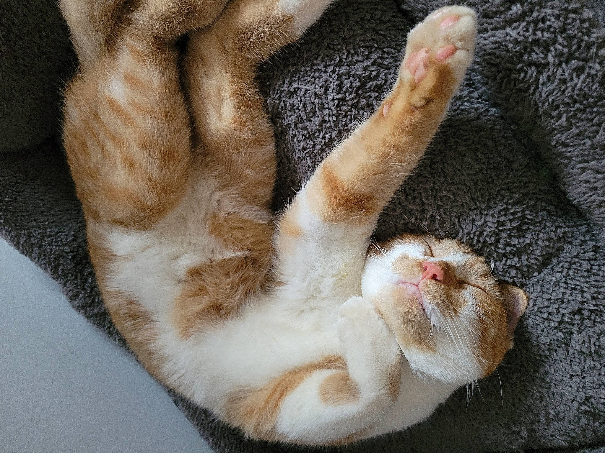 Sami participe au concours pour gagner de l'argent avec cette photo : carnivore, cat, claw, comfort, domestic_short_haired_cat, ear, fawn, felidae, foot, fur, gesture, nap, paw, sleep, small_to_medium_sized_cats, snout, tail, textile, toe, whiskers