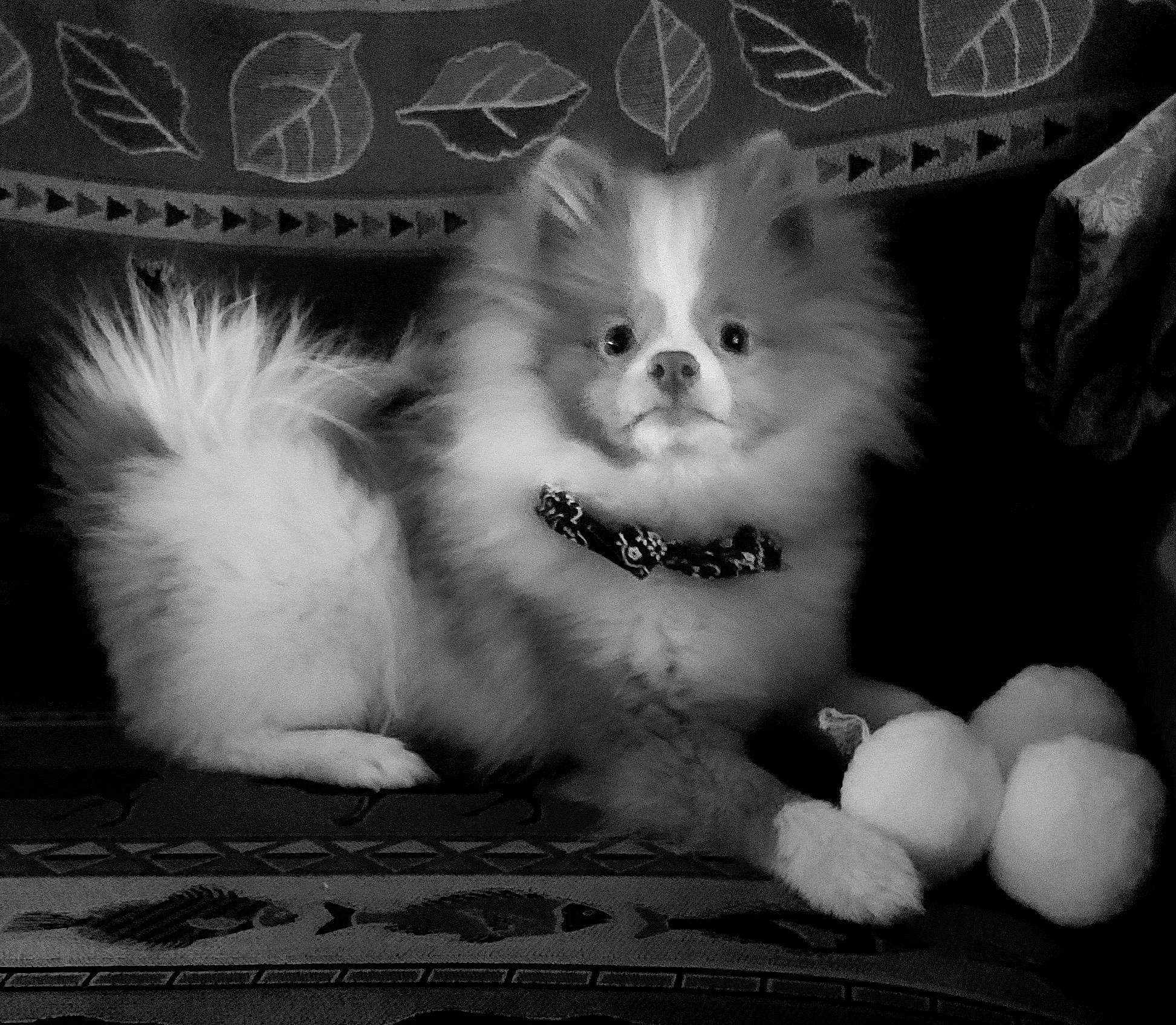 Arlo is registered to the contest to win money with this photo: black, black_and_white, canidae, carnivore, companion_dog, darkness, dog, dog_breed, dog_supply, fawn, fur, monochrome, monochrome_photography, paw, snout, style, toy_dog, whiskers, white, working_animal