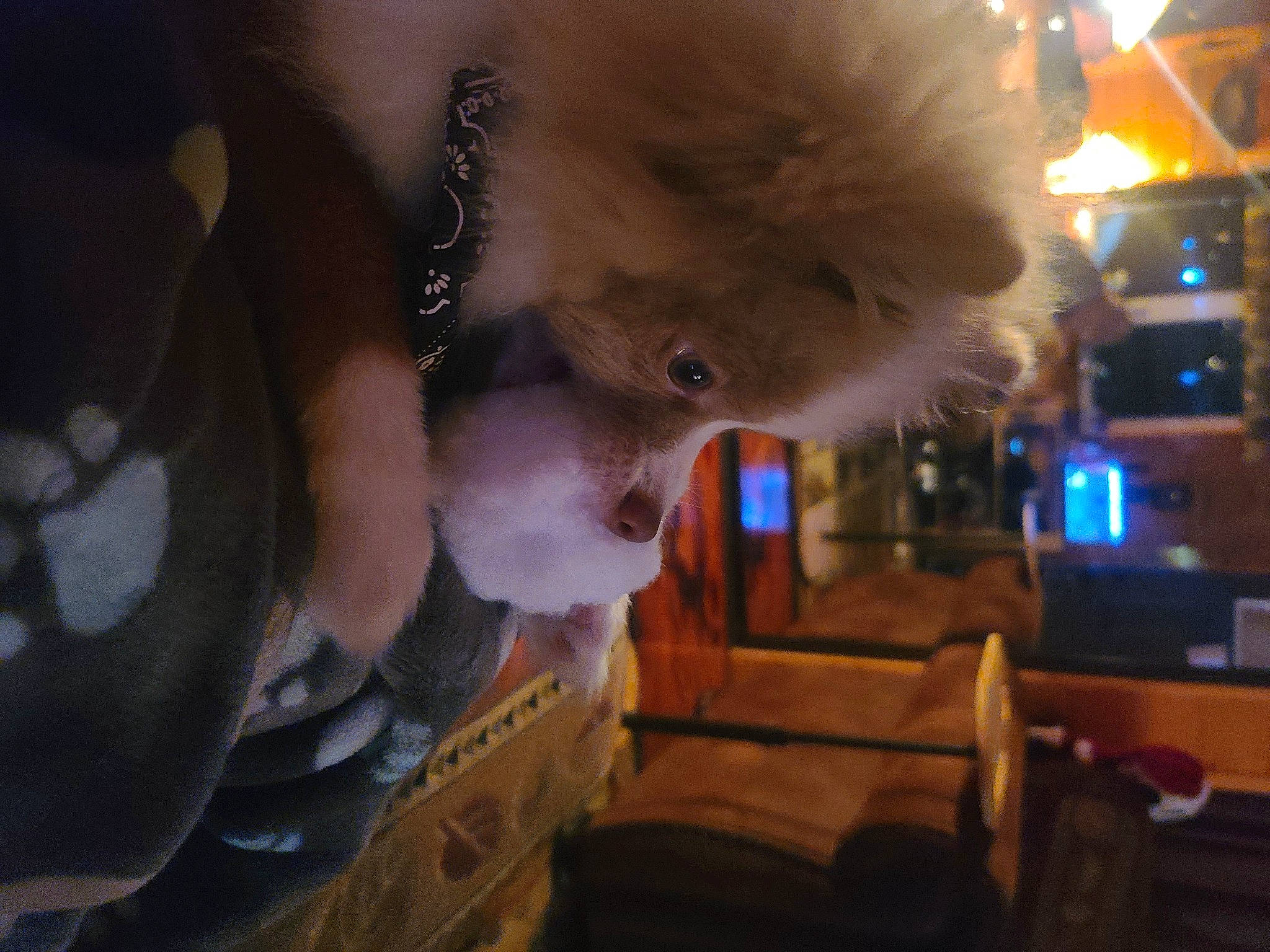 Arlo is registered to the contest to win money with this photo: beard, darkness, ear, facial_hair, fashion_accessory, felidae, flesh, fun, fur, gesture, midnight, night, selfie, small_to_medium_sized_cats, sunglasses, whiskers, wood