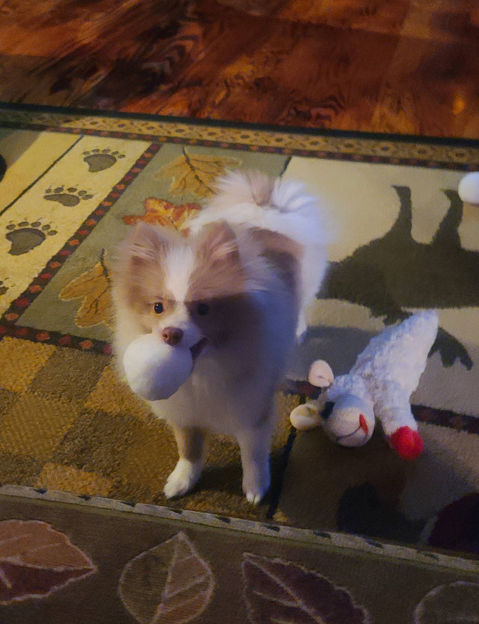 Arlo joined the competition — help win amazing prizes! canidae, carnivore, companion_dog, dog, dog_breed, fawn, felidae, floor, flooring, fur, hardwood, road_surface, small_to_medium_sized_cats, snout, sporting_group, tail, toy_dog, whiskers, wood, working_animal