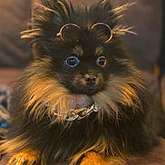 Turner joined the competition — help win amazing prizes! black_fur, brown_fur, chain, close_up, collar, couch, cute, dog, eyes, fluffy, fur, glasses, indoor, paws, pet, pomeranian, portrait, sitting, small_dog, sunglasses