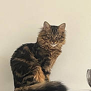 Pipous a rejoint le concours — aidez-le/la à gagner de superbes lots ! alert, animal, calm, cat, cute, domestic, ears, feline, fluffy, fur, indoor, looking, mammal, pet, portrait, sitting, striped, tabby, tail, whiskers