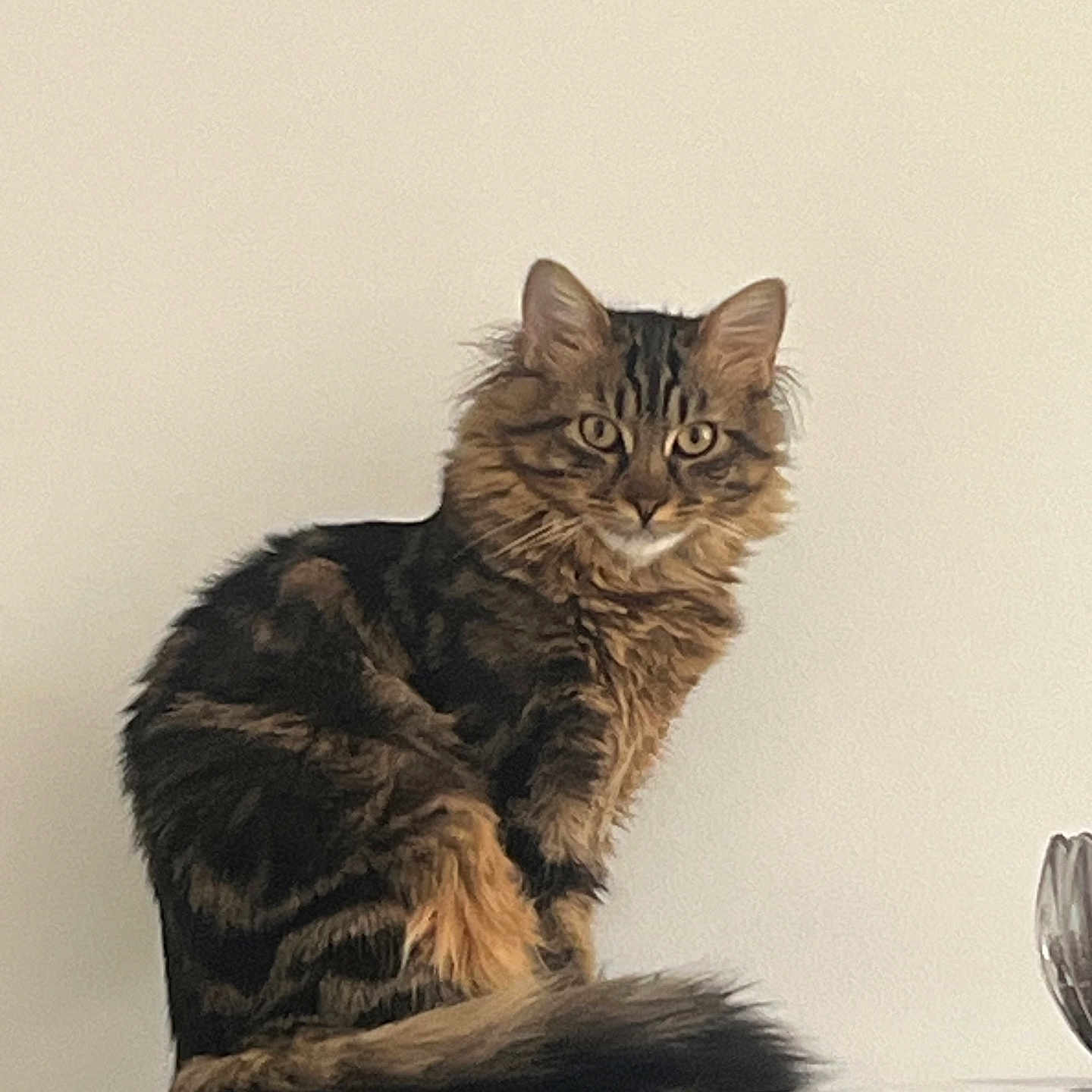 Pipous a rejoint le concours — aidez-le/la à gagner de superbes lots ! alert, animal, calm, cat, cute, domestic, ears, feline, fluffy, fur, indoor, looking, mammal, pet, portrait, sitting, striped, tabby, tail, whiskers