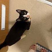 Bella is registered to the contest to win money with this photo: cat, black_and_white, pet, floor, door, collar, bell, looking_up, pajamas, mickey_mouse, feet, toenails, indoor, carpet, curious, animal, person, home, casual, standing