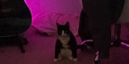 Bella is registered to the contest to win money with this photo: animal, blurred, carpet, cat, chair, cozy, dark, furniture, guitar, home, indoor, legs, pajamas, person, pet, plaid, purple_light, relaxing, room, sitting
