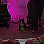 Bella is registered to the contest to win money with this photo: cat, indoor, purple_light, guitar, chair, carpet, pajamas, plaid, person, legs, furniture, dark, pet, animal, cozy, sitting, room, home, relaxing, blurred