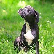Uggy a rejoint le concours — aidez-le/la à gagner de superbes lots ! dog, black_dog, white_patch, grass, outdoor, nature, sunlight, greenery, animal, pet, looking_up, sitting, canine, portrait, daylight, field, flora, cute, curious, mammal