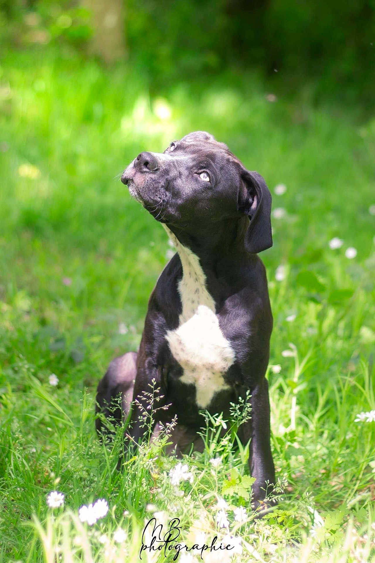 Uggy a rejoint le concours — aidez-le/la à gagner de superbes lots ! dog, black_dog, white_patch, grass, outdoor, nature, sunlight, greenery, animal, pet, looking_up, sitting, canine, portrait, daylight, field, flora, cute, curious, mammal