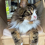 Titan a rejoint le concours — aidez-le/la à gagner de superbes lots ! cat, fluffy, tabby, white_fur, wooden_structure, paws, indoors, houseplant, lamp, mirror, window, cushion, pet, furniture, relaxed, whiskers, green_eyes, home, cozy, portrait