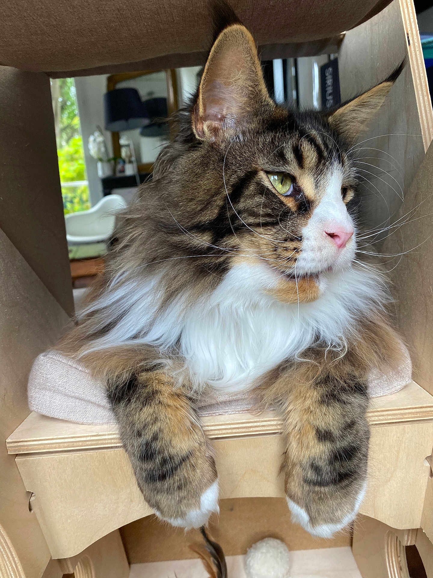 Titan a rejoint le concours — aidez-le/la à gagner de superbes lots ! cat, fluffy, tabby, white_fur, wooden_structure, paws, indoors, houseplant, lamp, mirror, window, cushion, pet, furniture, relaxed, whiskers, green_eyes, home, cozy, portrait