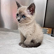 Sharkisha is registered to the contest to win money with this photo: kitten, cat, pet, blue_eyes, fur, sitting, indoor, portrait, whiskers, ears, paws, towel, cute, curious, small, mammal, domestic_cat, grey_fur, soft_texture, close_up