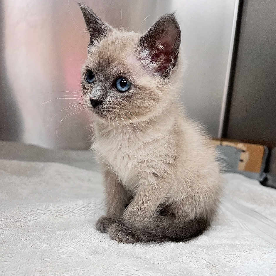 Sharkisha is registered to the contest to win money with this photo: blue_eyes, cat, close_up, curious, cute, domestic_cat, ears, fur, grey_fur, indoor, kitten, mammal, paws, pet, portrait, sitting, small, soft_texture, towel, whiskers