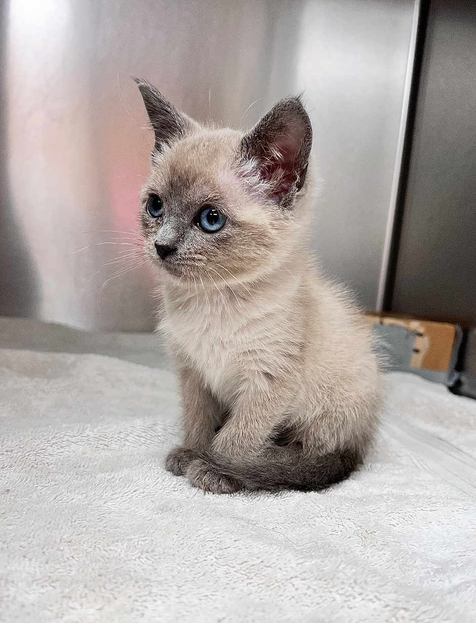 Sharkisha is registered to the contest to win money with this photo: kitten, cat, pet, blue_eyes, fur, sitting, indoor, portrait, whiskers, ears, paws, towel, cute, curious, small, mammal, domestic_cat, grey_fur, soft_texture, close_up