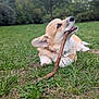 Barney joined the competition — help win amazing prizes! dog, puppy, corgi, grass, stick, outdoor, playful, pet, animal, nature, canine, mammal, young, cute, fur, collar, chewing, greenery, relaxing, daytime