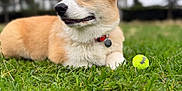 Barney joined the competition — help win amazing prizes! animal, canine, collar, corgi, cute, daylight, dog, fur, grass, greenery, leisure, nature, outdoor, park, pet, playing, puppy, relaxing, tennis_ball, young