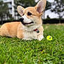 Barney joined the competition — help win amazing prizes! dog, puppy, corgi, grass, tennis_ball, outdoor, pet, animal, cute, young, collar, greenery, nature, playing, canine, fur, leisure, daylight, park, relaxing