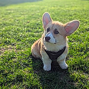Barney is registered to the contest to win money with this photo: adorable, animal, canine, corgi, cute, daytime, dog, ears, fur, grass, greenery, harness, nature, outdoor, park, pet, puppy, sitting, sunlight, young