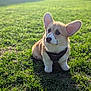 adorable, animal, canine, corgi, cute, daytime, dog, ears, fur, grass, greenery, harness, nature, outdoor, park, pet, puppy, sitting, sunlight, young