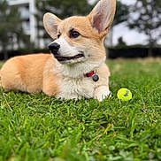 Barney joined the competition — help win amazing prizes! dog, puppy, corgi, grass, tennis_ball, outdoor, pet, animal, cute, young, collar, greenery, nature, playing, canine, fur, leisure, daylight, park, relaxing