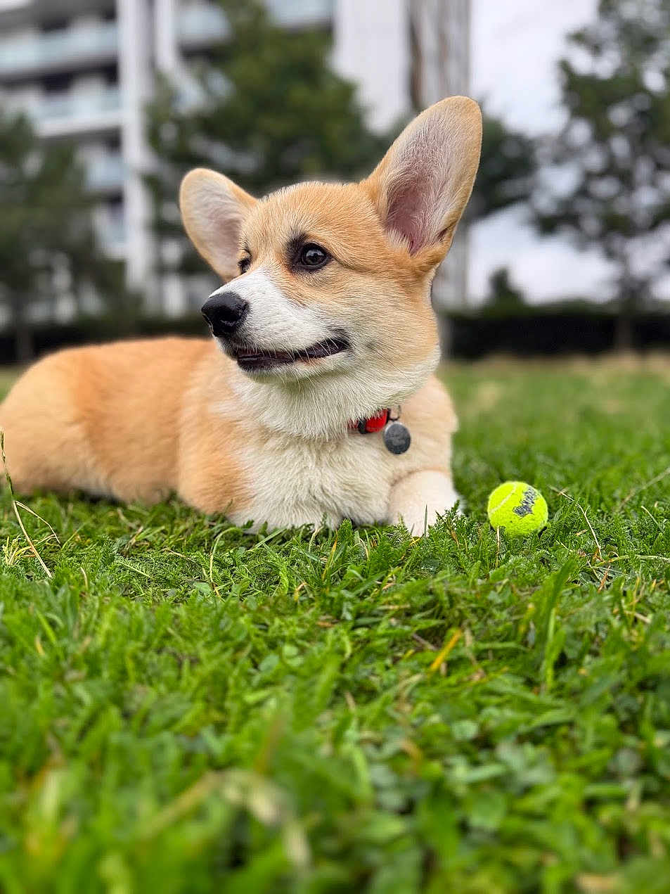 Barney joined the competition — help win amazing prizes! dog, puppy, corgi, grass, tennis_ball, outdoor, pet, animal, cute, young, collar, greenery, nature, playing, canine, fur, leisure, daylight, park, relaxing