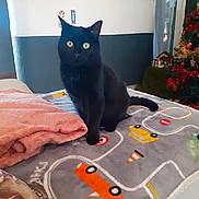 Mimine a rejoint le concours — aidez-le/la à gagner de superbes lots ! black_cat, cat, pet, indoor, blanket, play_mat, toy_cars, christmas_tree, holiday_decor, festive, curious, animal, fur, whiskers, ears, eyes, cozy, home, furniture, decorations