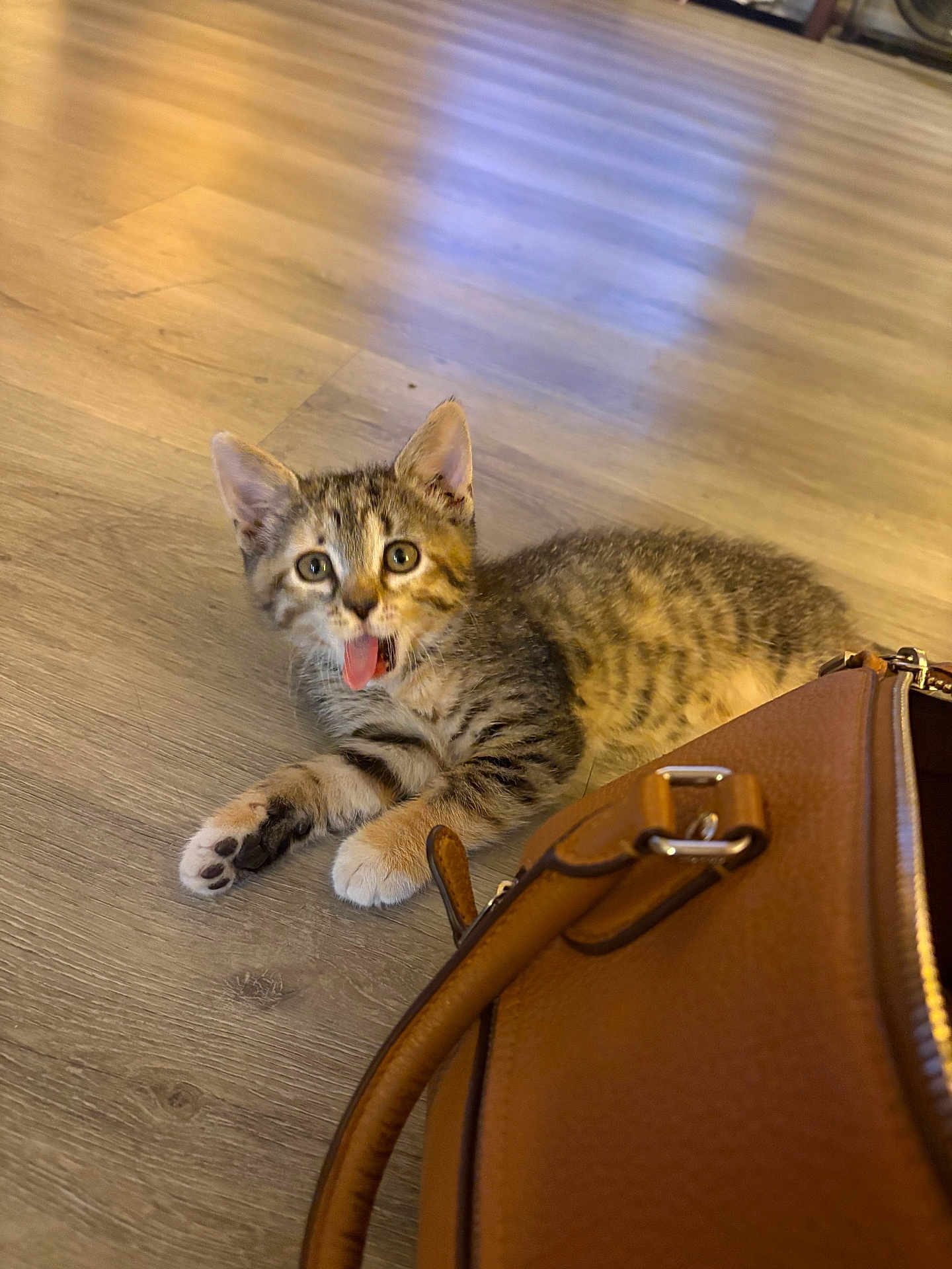 Sugar joined the competition — help win amazing prizes! kitten, cat, tongue_out, brown_leather_bag, wooden_floor, playful, curious, tabby, pet, indoor, animal, small, fur, whiskers, paws, domestic, cute, young, lying_down, accessory