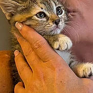 Sugar joined the competition — help win amazing prizes! person, cat, kitten, hand, face, affection, close_up, tabby_cat, pet, animal, love, cuddle, indoor, skin, fingers, fur, cute, eyes, holding, expression