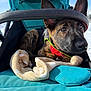 puppy, dog, stroller, blanket, blue, outdoor, winter, snow, ears, pet, cute, animal, canopy, fur, young, cozy, leash, bright, daylight, curious