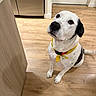 dog, black_and_white, yellow_bandana, indoor, kitchen, wooden_floor, pet, looking_up, sitting, domestic_animal, canine, flooring, collar, waiting, cute, companion, animal, friendly, household, loyal