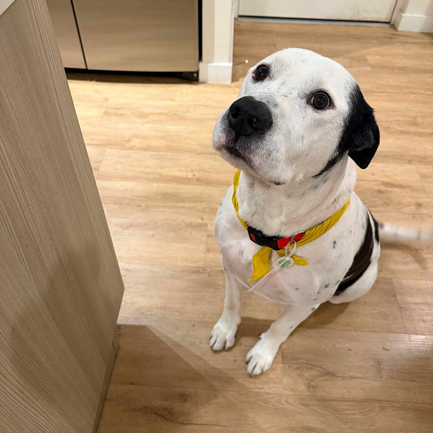 Kobe joined the competition — help win amazing prizes! dog, black_and_white, yellow_bandana, indoor, kitchen, wooden_floor, pet, looking_up, sitting, domestic_animal, canine, flooring, collar, waiting, cute, companion, animal, friendly, household, loyal