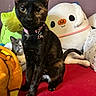 black_cat, gray_cat, collar, plush_toy, red_surface, indoor, pet, cute, animal, feline, stuffed_animal, relaxing, curious, wide_eyes, pink_collar, orange_blanket, white_plush, purple_wall, domestic_cat, companion