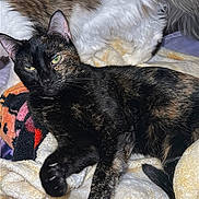 Scarletta Bonita joined the competition — help win amazing prizes! cat, tortoiseshell_cat, feline, pet, animal, resting, blanket, cozy, soft_fabric, fur, domestic_cat, companion, indoor, cute, relaxed, laying_down, two_cats, black_cat, white_cat, brown_cat