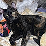 cat, tortoiseshell_cat, feline, pet, animal, resting, blanket, cozy, soft_fabric, fur, domestic_cat, companion, indoor, cute, relaxed, laying_down, two_cats, black_cat, white_cat, brown_cat