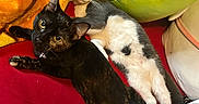 Scarletta Bonita joined the competition — help win amazing prizes! cat, cats, black_cat, grey_cat, tortoiseshell_cat, white_belly, heart_patch, pet, indoor, cozy, blanket, plush_toy, red_surface, curious, relaxed, feline, animal, cute, resting, companion