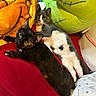 cat, cats, black_cat, grey_cat, tortoiseshell_cat, white_belly, heart_patch, pet, indoor, cozy, blanket, plush_toy, red_surface, curious, relaxed, feline, animal, cute, resting, companion